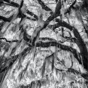 Live Oaks
