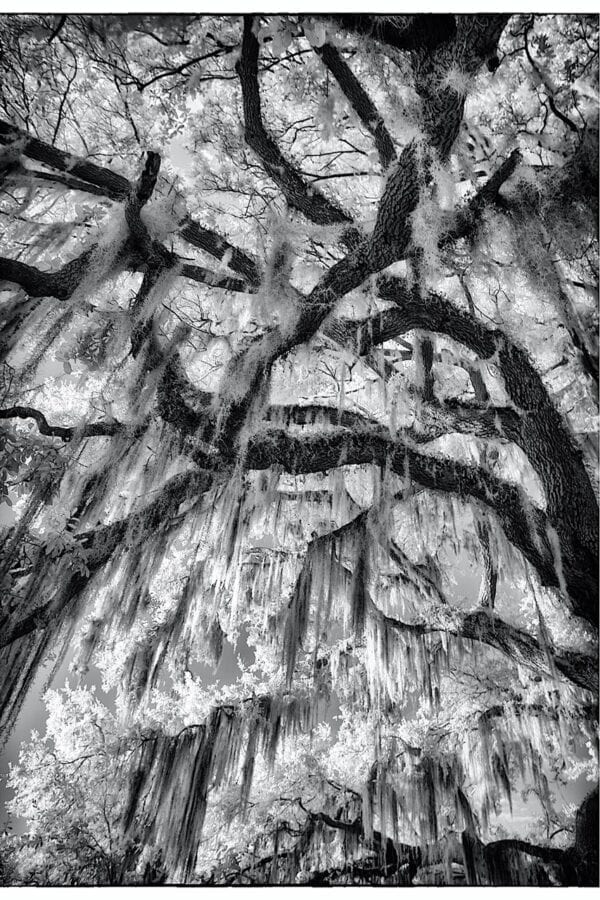 Live Oaks