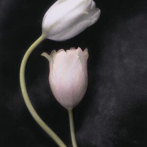 Intro to Hand Coloring Photography