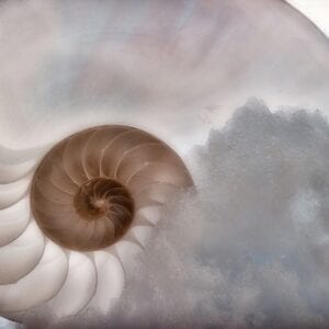 Nautilus in Snow