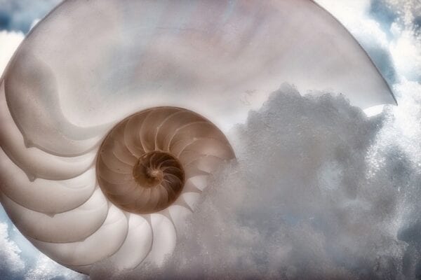 Nautilus in Snow