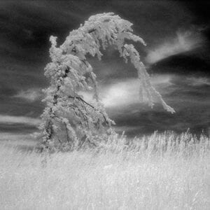 Creating The Infrared Glow in Photoshop
