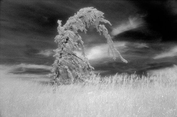 Creating The Infrared Glow in Photoshop